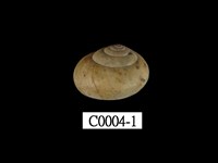 藏品(高雄球蝸牛)的圖片